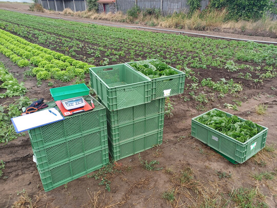 Ertragserfassung im On-Farm-Versuch mit Biostimulanzien bei Salat.