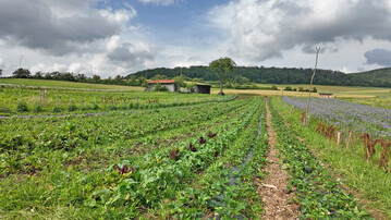 Die Agroforstanlage des Hofladens Hammelmhre.