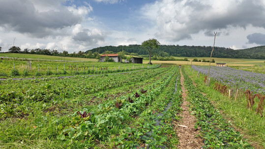 Die Agroforstanlage des Hofladens Hammelmöhre.