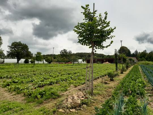 Agroforstsystem mit Gemseanbau auf dem Biohof live2give, geplant von Baumpfleger und Agroforstexperte Ralf Melber. 