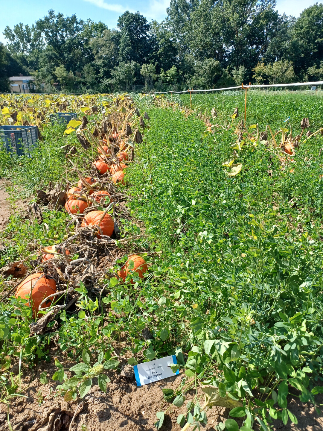 Untersaatenmischung „M5 Organic“ in Hokkaidokürbis.