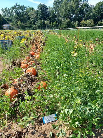 Untersaatenmischung M5 Organic in Hokkaidokrbis.