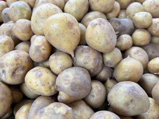 Durch die Kooperation von IPK und JKI soll die Kartoffelforschung am Standort Gro Lsewitz international sichtbarer werden. 