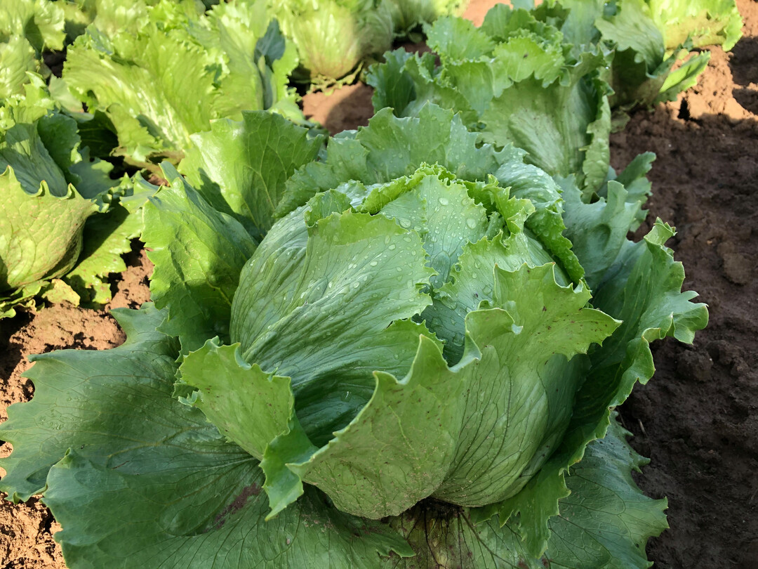 Eisbergsalat hat den Kopfsalat als beliebtesten Blattsalat abgelöst.