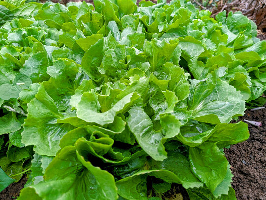 Endiviensalat zhlt zu den Nischenkulturen im Gemsebau.