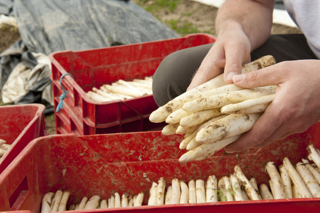 Mit einer Anbaufläche von etwa 4.000 Hektar Spargel ist 2018 ein Rekordjahr. Noch nie wurde in Bayern so viel Spargel angebaut, so BBV-Spargelexperte Theo Däxl.