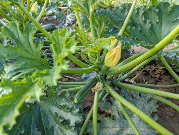 Balaton ist eine Ergnzung des Zucchini-Sortiments. Die Sorte reift etwa drei bis vier Tage vor Onega.