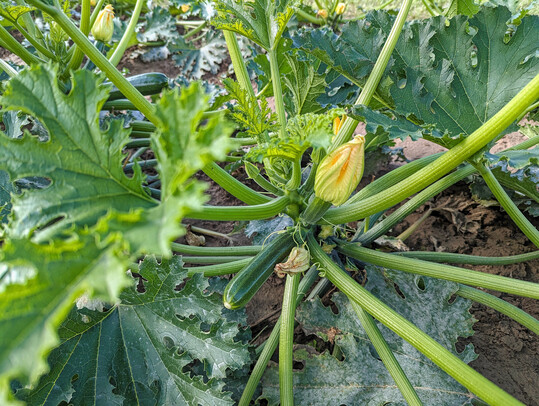 Balaton ist eine Ergnzung des Zucchini-Sortiments. Die Sorte reift etwa drei bis vier Tage vor Onega.