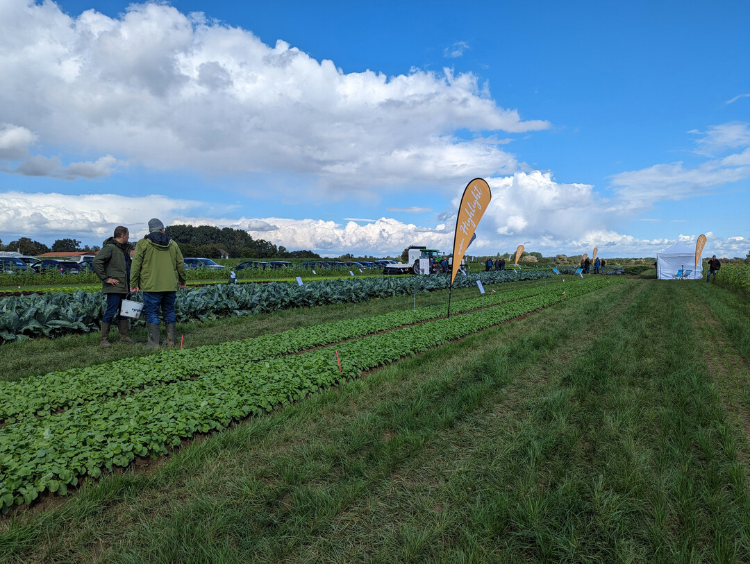 Auf dem alljährlichen Gemüsebau-Feldtag in der Pfalz wurden wieder die Sortenneuheiten der Züchter präsentiert.