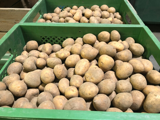 Die Anbauflche fr Kartoffeln hat sich um 9 % vergrert.
