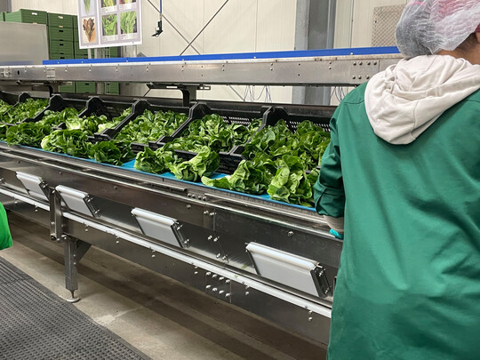 Während zweier spannender Führungen durch die Produktion erfuhren die Azubis interessantes Fachwissen über die Produktion von Radieschen, Brokkoli, Möhren, Blattspinat, Spitzkohl und verschiedenen Salaten.