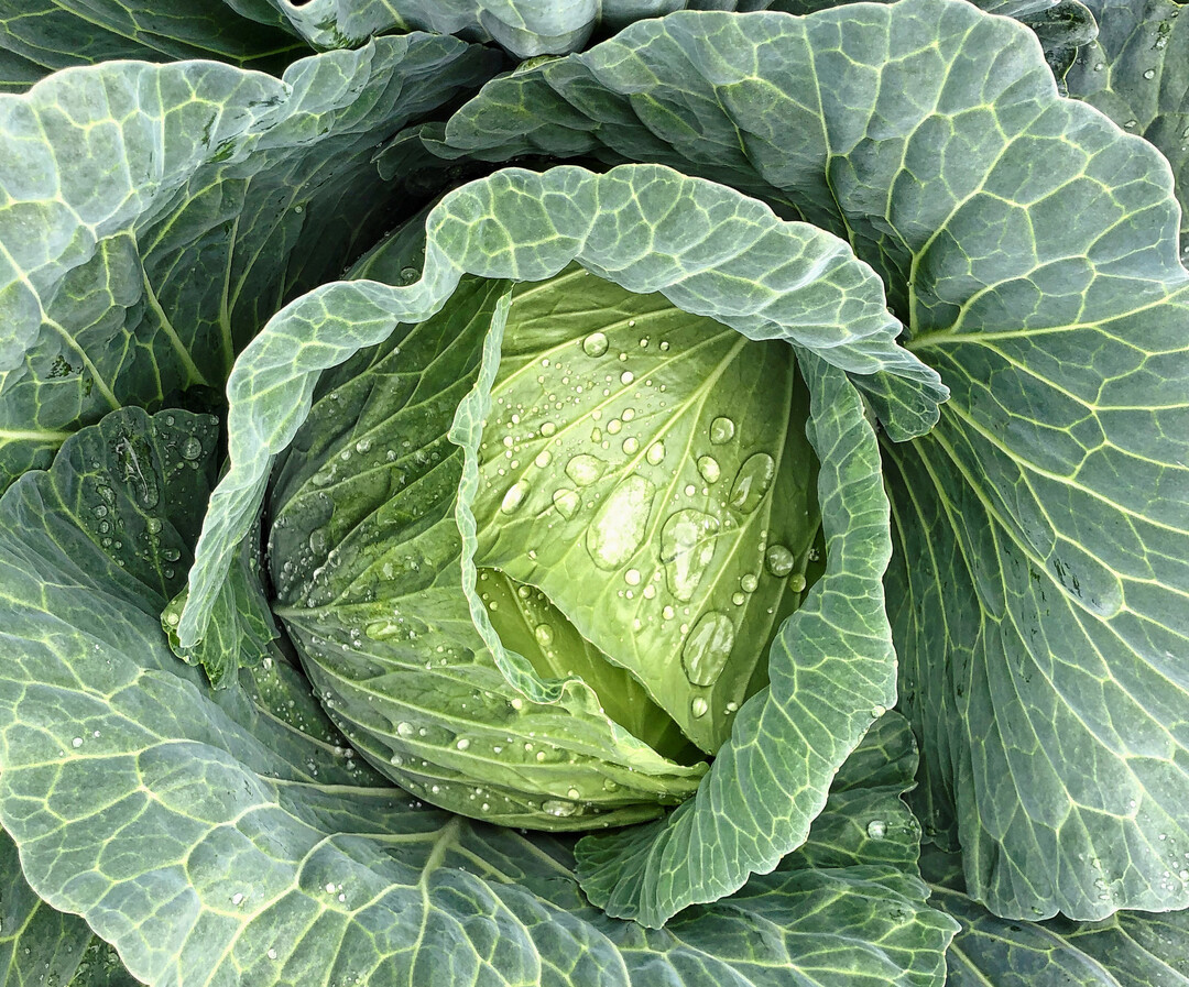 Weißkohl wird vor allem von Oktober bis Februar gekauft.