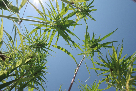 Aufgrund der Legalisierung von Cannabis wurde nun auch der Anbau von Nutzhanf durch einen Gesetzesentwurf erleichtert.