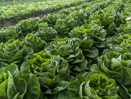 Die Bundesfachgruppe Gemsebau (BfG) im Zentralverband Gartenbau (ZVG) begrt die angekndigte Frderung von Modell- und Demonstrationsvorhaben im Freilandgemsebau.