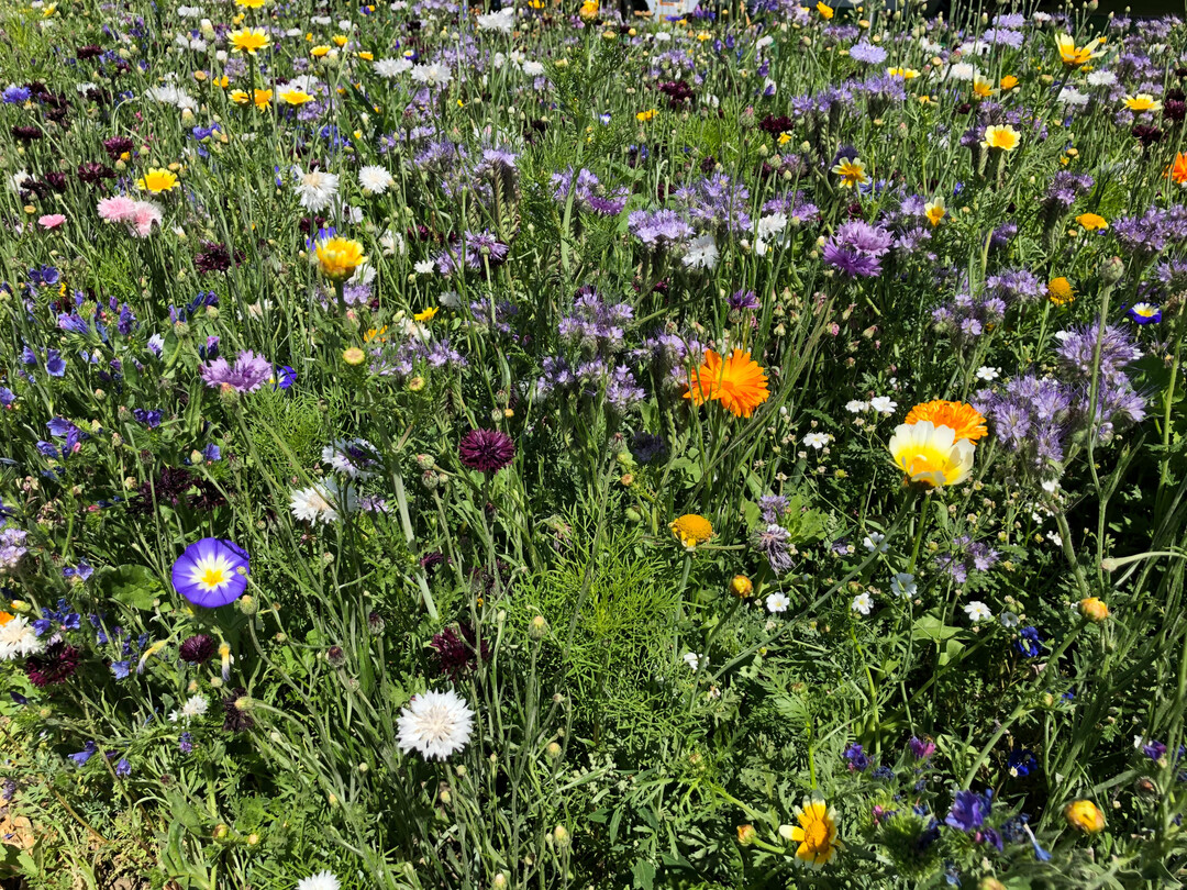 Brachflchen, hier in Form einer Blumenwiese, besitzen kologische und wirtschaftliche Vorteile.
