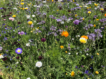 Brachflchen, hier in Form einer Blumenwiese, besitzen kologische und wirtschaftliche Vorteile.