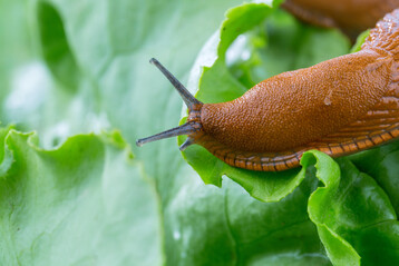 Nahaufnahme von brauner Nacktschnecke auf grnem Salatblatt