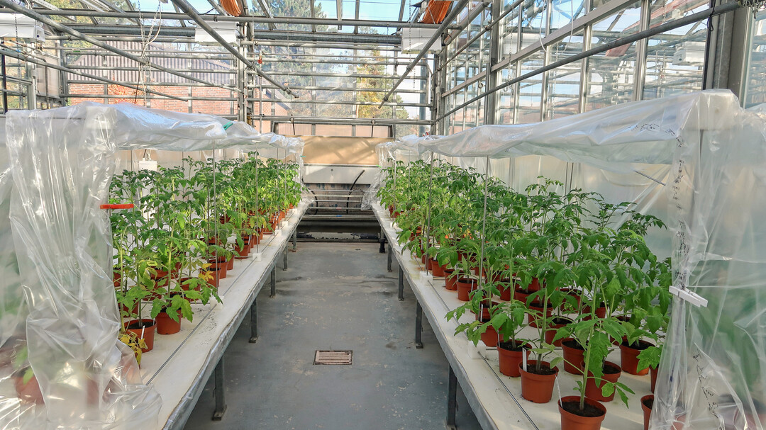 Resistenztests am Institut für Pflanzenschutz in Gartenbau und urbanem Grün des Julius Kühn-Instituts in Braunschweig.