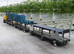 Automated Guided Vehicle (AGV)-Fahrzeuge, also fahrerlose Transportfahrzeugen, sind immer beliebter im Gewächshausanbau.