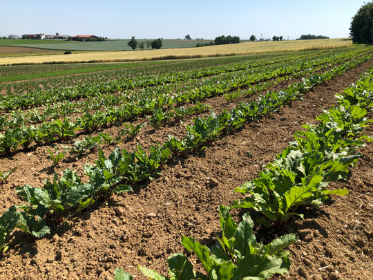 Die Pachtpreise fr landwirtschaftliche Flchen steigen seit Jahren.
