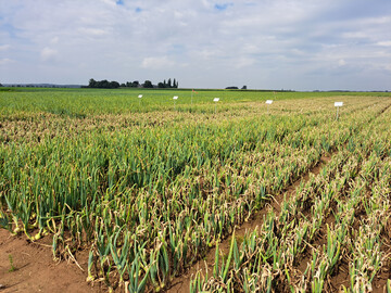 In den Versuchen der Landwirtschaftskammer NRW wurden verschiedene Fungizide getestet.