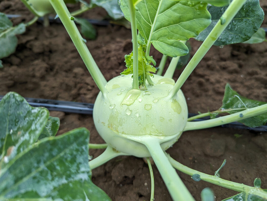 Kohlrabi und andere Gemsearten der Gattung Brassica enthalten Glucosinolate, die sowohl gesundheitsfrdernde Effekte fr den Menschen als auch eine Schutzfunktion gegen Pflanzenschdlinge und -krankheiten besitzen. 
