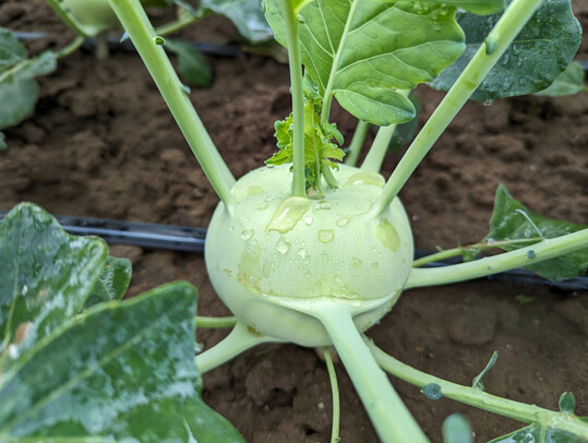 Kohlrabi und andere Gemsearten der Gattung Brassica enthalten Glucosinolate, die sowohl gesundheitsfrdernde Effekte fr den Menschen als auch eine Schutzfunktion gegen Pflanzenschdlinge und -krankheiten besitzen. 