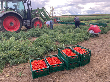 Ernte der Freiland-Tomaten auf dem Biohof Mohr.