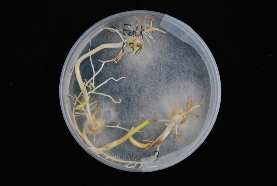 Infizierte Maisprobe mit 
<i>G. ultimum var. ultimum</i>
. Diese Spezies weist sowohl eine dominante Verbreitung als auch eine starke Pathogenitt auf. Infizierte Pflanzen zeigen stark vermindertes Wurzel- und Sprosswachstum und weisen eine braune Wurzelfule auf.
