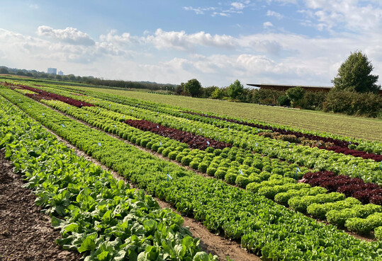 Das Bundesministerium fr Ernhrung und Landwirtschaft (BMEL) frdert Forschungsvorhaben zu Pflanzenschutzverfahren im Acker- und Gemsebau mit konservierender und erosionsmindernder Bodenbearbeitung sowie in Dauerkulturen. 