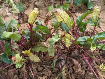 An 
<i>Candidatus</i>
 Phytoplasma solani und 
<i>Candidatus</i>
 Arsenophonus phytopathogenicus erkrankte Rote Bete mit vergilbten, welkenden und abgestorbenen lteren Laubblttern.