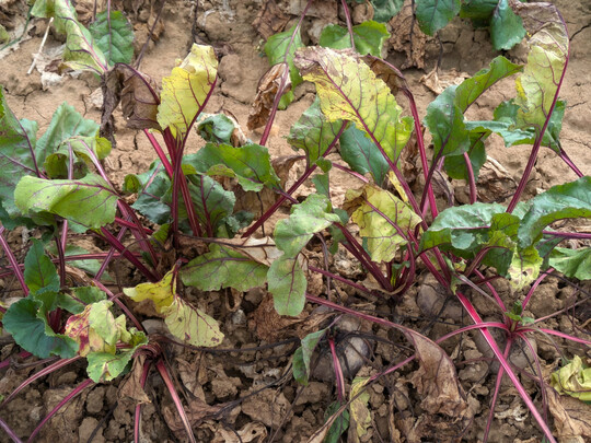An 
<i>Candidatus</i>
 Phytoplasma solani und 
<i>Candidatus</i>
 Arsenophonus phytopathogenicus erkrankte Rote Bete mit vergilbten, welkenden und abgestorbenen lteren Laubblttern.