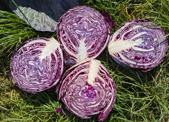 Saisonale Variation: Die Menge und Zusammensetzung von bioaktiven Inhaltsstoffen des Rotkohls sind abhngig vom Erntezeitpunkt.