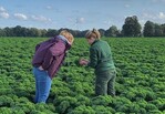 Bestandeskontrolle im Raum Vechta: In einigen Regionen Niedersachsens ist die Grünkohl-Ernte bereits im vollen Gange.