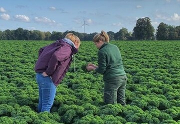 Bestandeskontrolle im Raum Vechta: In einigen Regionen Niedersachsens ist die Grnkohl-Ernte bereits im vollen Gange.