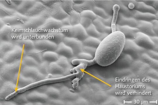 Der neue Wirkstoff Fluopyram ermglicht eine Bekmpfung frher Entwicklungsstadien
von Pilzen durch eine gute protektive Wirkung.
