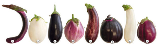 Auswahl eines bunten Auberginen-Sortiments fr die Freilandkultur und die sptere Direktvermarktung: (a) Ping Tung
( Lnge 24 cm), (b) Round a Oeuf ( Lnge 7 cm), (c) Black Beauty ( Lnge 18 cm), (d) Sfumata ( 10 cm),
(e) Angela ( Lnge 18 cm), (f) Violetta di Firenze ( 9 cm), (g) Casper ( Lnge 20 cm), (h) Beatrice ( 11 cm)