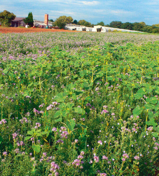Sommerzwischenbegr�nungen
mit bl�henden Komponenten
(Phacelia, Sonnenblume) schaffen zus�tzlich
zur Stickstoffaufnahme und
Verbesserung der Bodengare bunte
Bilder in den Landschaften.