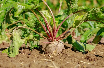 Mavrik Vita kann jetzt zustzlich gegen Blattluse und beiende Insekten unter anderem in Beten (Rote, Gelbe, Weie Bete) eingesetzt werden.