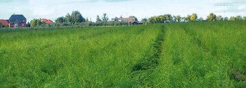 Sommerbestand einer
Spargeljungpflanzenanlage