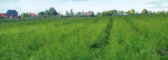 Sommerbestand einer
Spargeljungpflanzenanlage