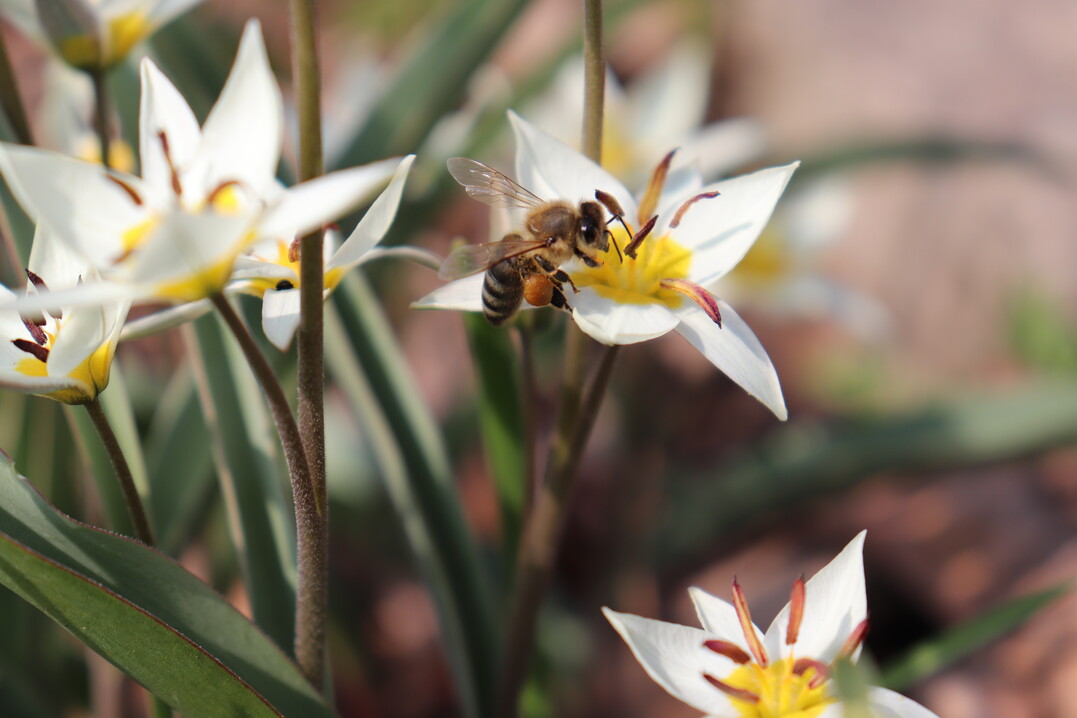 Bereits seit zehn Jahren wird die Bevölkerung über die Bedeutung von Honigbienen, Wildbienen und anderen bestäubenden Insekten aufgeklärt und erhält Tipps zu bienenfreundlichen Pflanzen.