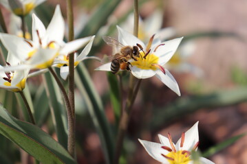 Bereits seit zehn Jahren wird die Bevlkerung ber die Bedeutung von Honigbienen, Wildbienen und anderen bestubenden Insekten aufgeklrt und erhlt Tipps zu bienenfreundlichen Pflanzen.