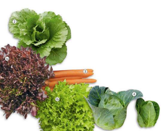 1 Neu im Rijk Zwaan-Sortiment:
„Salanova Crispy“-Sorten
‘Triplex’(1a) und ‘Experience’(1b)<BR>
2 Der neue Salattyp „Crunchy Cos“
mit der ersten verfügbaren Sorte
‘Crunchita’<BR>
3 Die frühe Bund- und Waschmöhre
‘Jerada’ punktet durch Homogenität
in Länge, Form und Durchmesser.<BR>
4 Spitzkohl ‘Tourima RZ’ lässt sich
in vielen Größen produzieren und ansprechend
präsentieren.