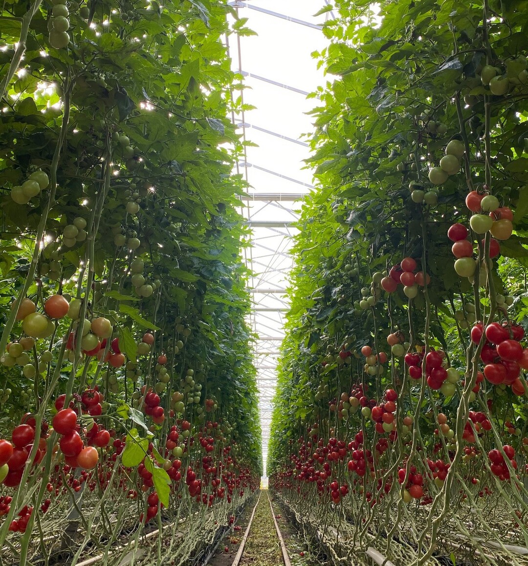 Erntereife Bio-Tomaten der Familie Zell bei Frankfurt.