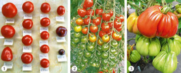 Diese normalfrchtigen Tomatensorten (1) wurden 2010 im Kleinanbau getestet, darunter
auch die neuen resistenten Tomatensorten Philona, F<sub>1</sub>, und Phantasia, F<sub>1</sub>.
Cherry- und Cocktailtomatensorten wie die neue Philovita, F<sub>1</sub>, (2) bereichern das Tomatensortiment
genauso wie Ochsenherztomaten, hier die Sorte Liguria, F<sub>1</sub>(3).