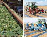 Gurkenpflücke durch Saison-Arbeitskräfte auf dem „Gurkenflieger“. Sie pflücken gegen die
Fahrtrichtung (1); Aussaat von Einlegegurken-Saatgut mit pneumatischem Einzelkornsägerät
in Mulchfolie (2); Mulchfolien-Verlegung mit gleichzeitigem Einzug der Tröpfchenbewässerung
in den Boden (3)