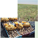 1 kombinierter Sorten-/Beregnungsversuch, Versuchsfeld Straußfurt (oben);
Parzellenernte von Speisezwiebeln, Feldrand Versuchsfeld Straußfurt (unten)