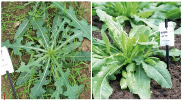 1 Wildformen der Kultursalate. Links: Lactuca serriola L. f. serriola (LAC
283), rechts: Lactuca serriola L. f. integrifolia (Gray) S. D. Prince & R. N.
Carter (LAC 350).