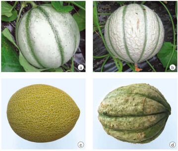 Die Vielfalt der Melonensorten ist gro: (a) Charantais-Melone glatt,
(b) Charantais-Melone genetzt, (c) Galia-Melone und (d) eine alte
franzsische Honigmelonensorte